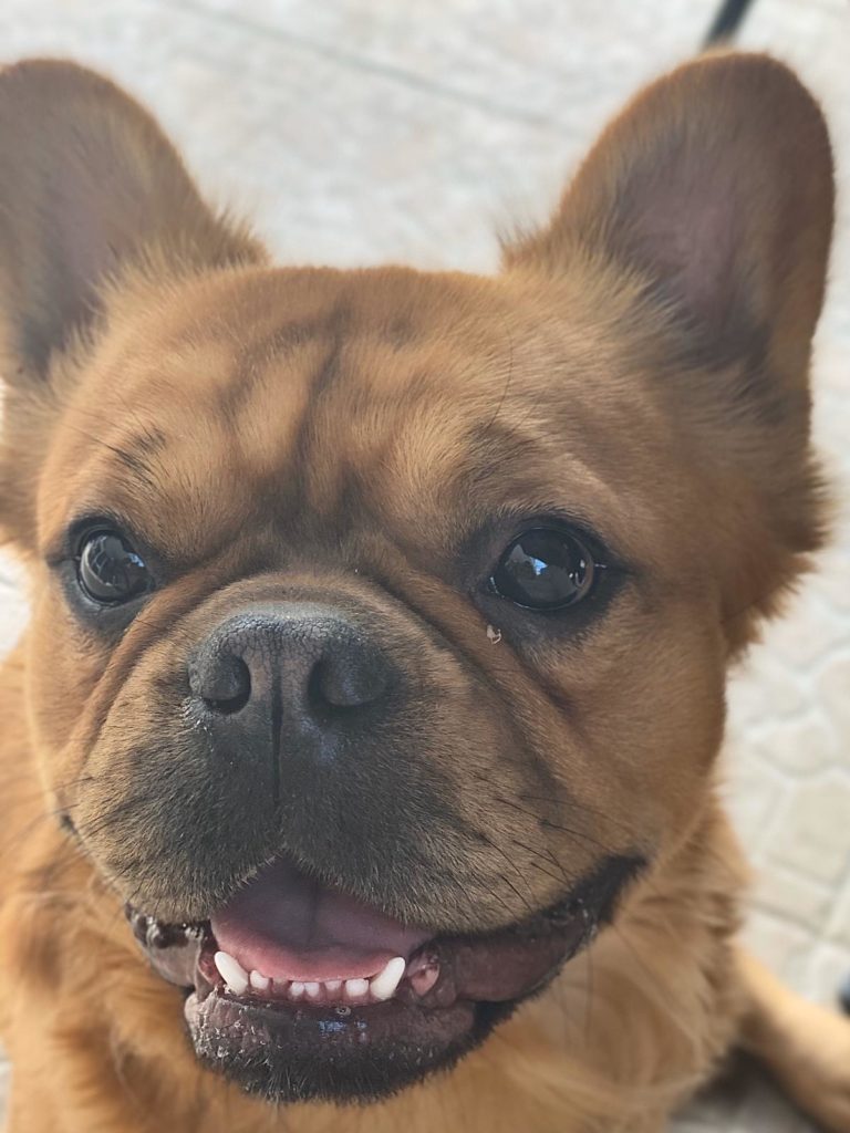 Fluffy Französische Bulldogge von Anubis
